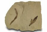 Fossil Leaves (Cardiospermum & Monocot) - Green River Formation, Utah #334282-1